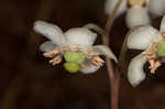 Pipsissewa <BR>Spotted wintergreen